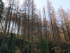 g190922004-S-Kobylkama-v-Luzickych-na-kolech-v-Narodnim-parku-Ceske-Svycarsko-kurovcova-kalamita